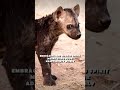 Hyena Spirit Animal