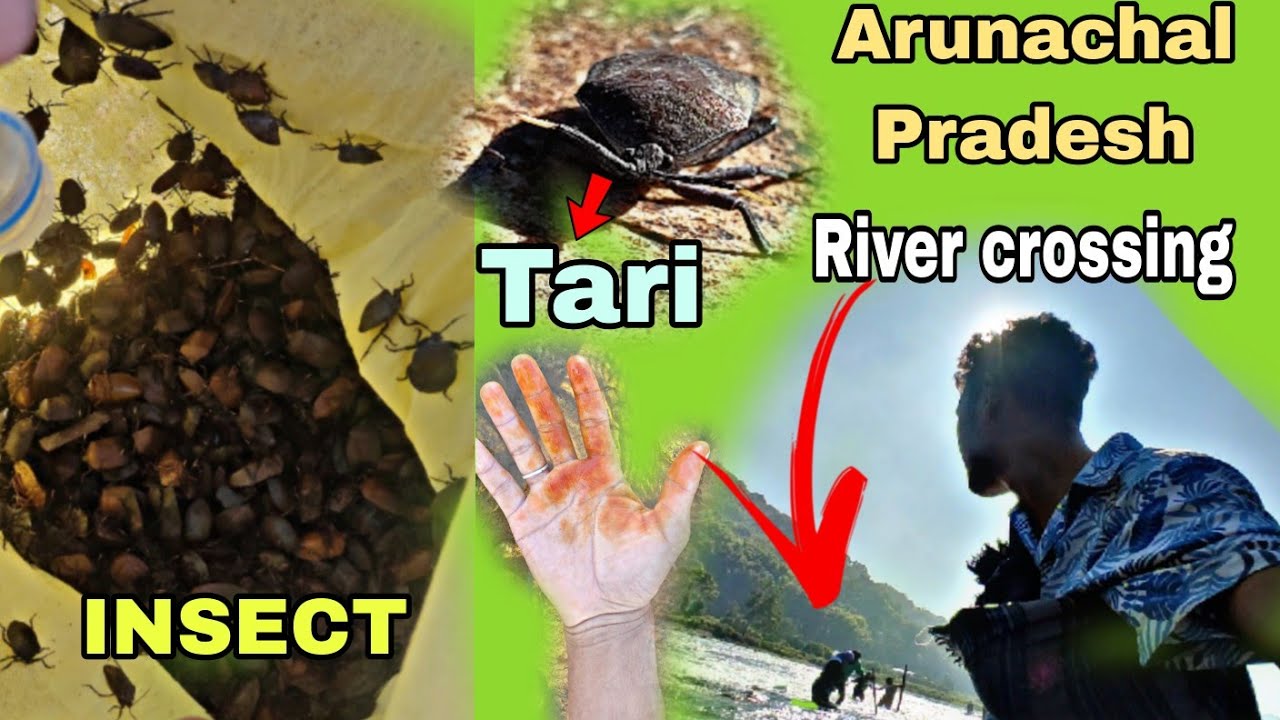 My first experience 😨Searching Gandhi puk (Tari🪲🐞) Arunachal favorite ...