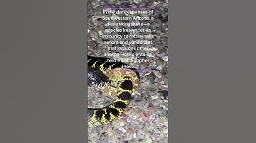 More Like Gopher Snack #animal  #animals #animallover #ytshorts #wildanimal #viral #snake #hero