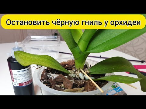 Осторожно черная ГНИЛЬ ОРХИДЕИ // РЕАНИМАЦИЯ орхидеи препарат МАКСИМ + СВИТЧ от гнили орхидеи