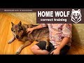 HOME WOLF. Correct training || Домашний волк Макс. О воспитании Макса