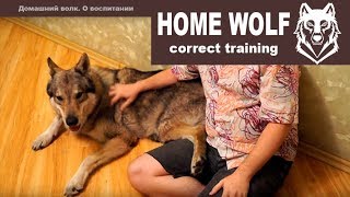 HOME WOLF. Correct training || Домашний волк Макс. О воспитании Макса