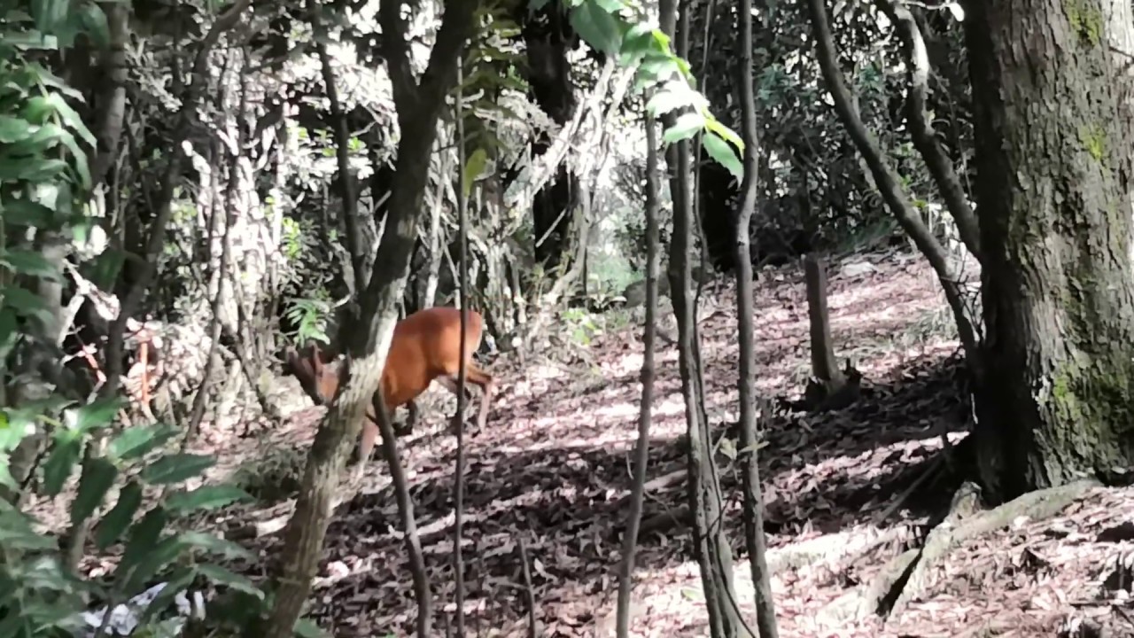 Shy Barking deer - Dodabetta
