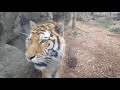 tiger says hello