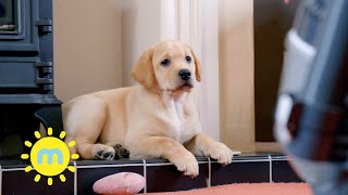 Ep.9 The Secret Life Of Puppies | Pippa In Training | Milkshake!