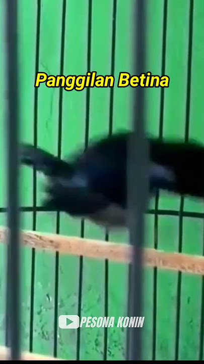 PEMANGGIL KONIN BETINA‼️  #konin