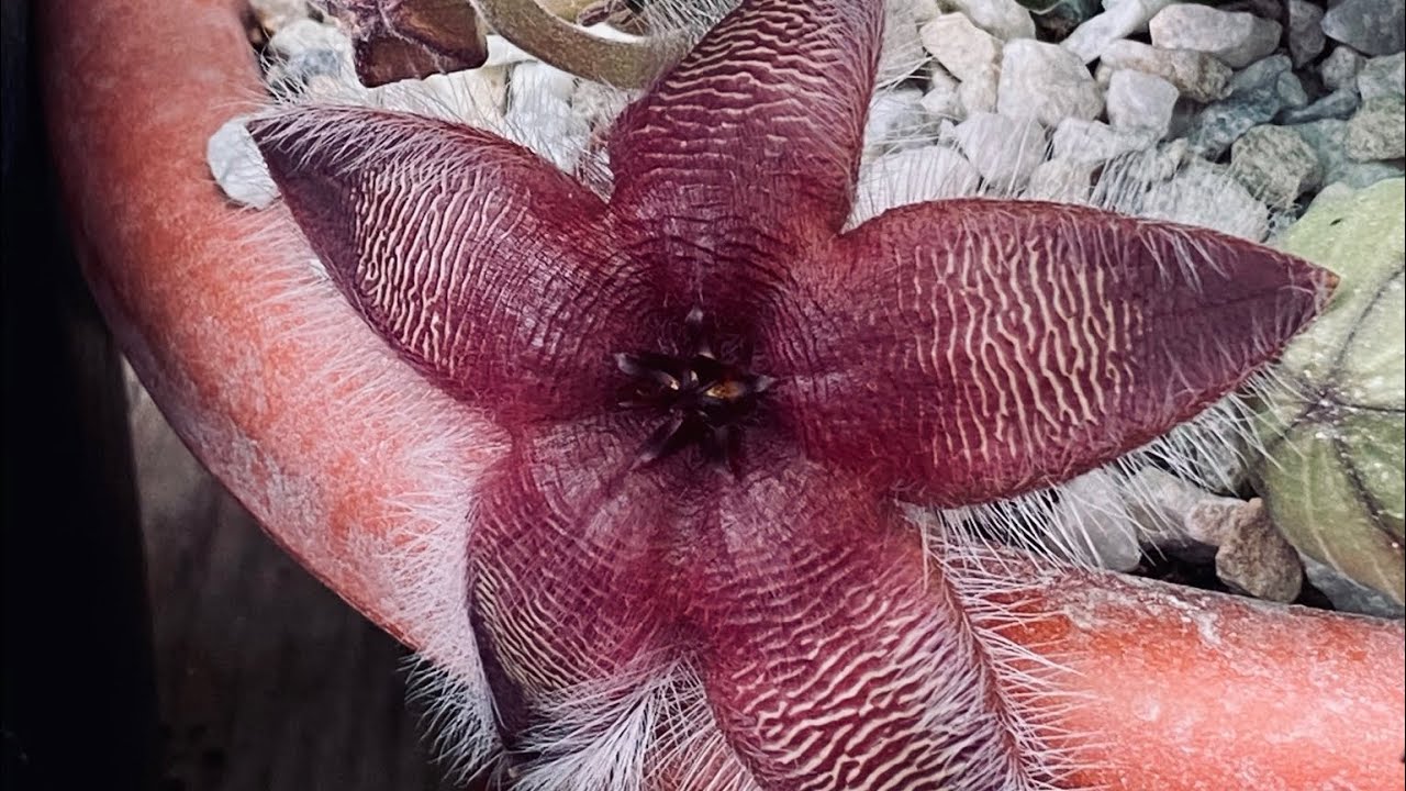 Polinizando las Stapelias