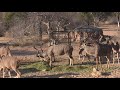 AAS Kudu Bull Bow Hunt