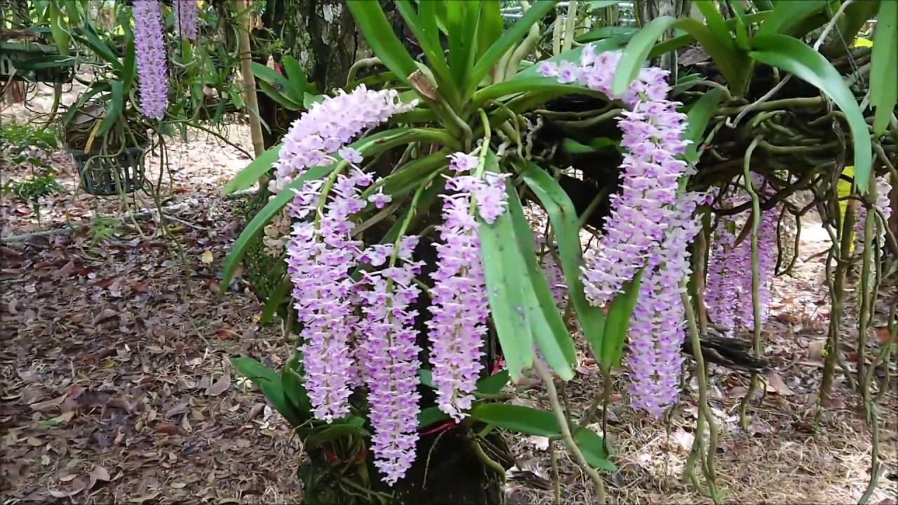 เอื้องไอยเรศ,เอื้องหางกระรอก,เอื้องพวงมาลัย,Rhynchostylis Retusa,ติดต่อพันธุ์ 0964696359