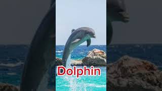 Dolphin Sound