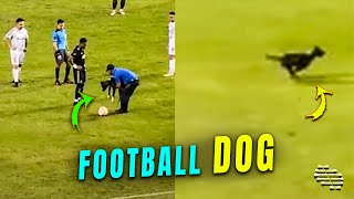 Dog Sneaks into a Football Field during a Game Then Grabs the Ball