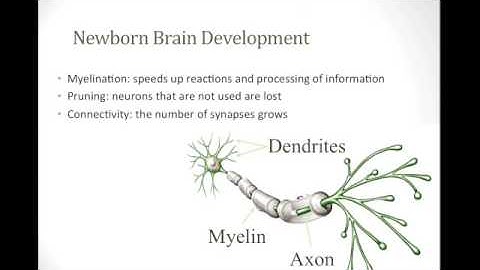 Chapter 3 Infant Growth