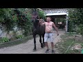 Caii lui Gheizu de la Tinca, Bihor - 2020 Nou!!!