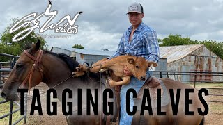 Getting baby fighters tagged- Behind the chutes #54