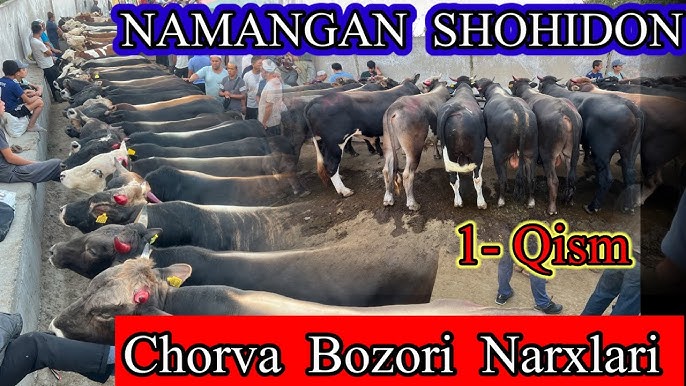 Jonli TV porno Yosh mushukchada