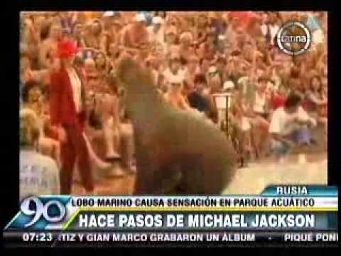 Lobo Marino baila a lo Michael Jackson