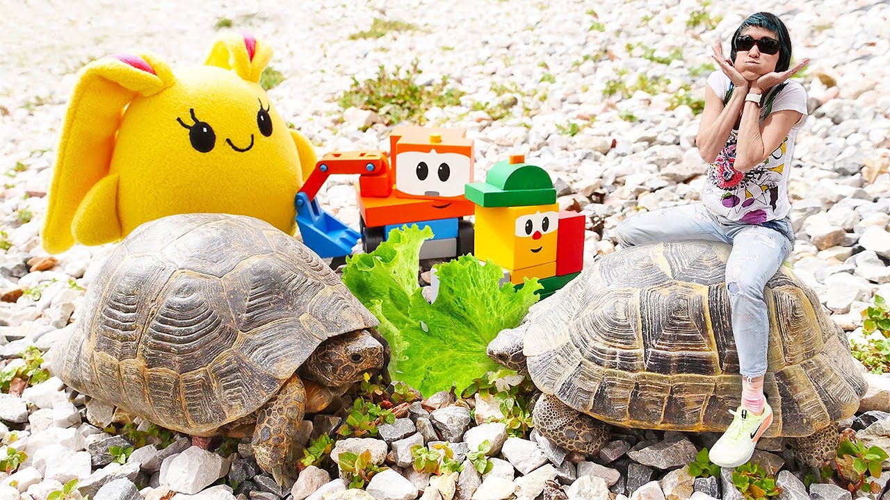 lucky-feeds-the-turtle-at-the-zoo-funny-adventures-for-kids-family