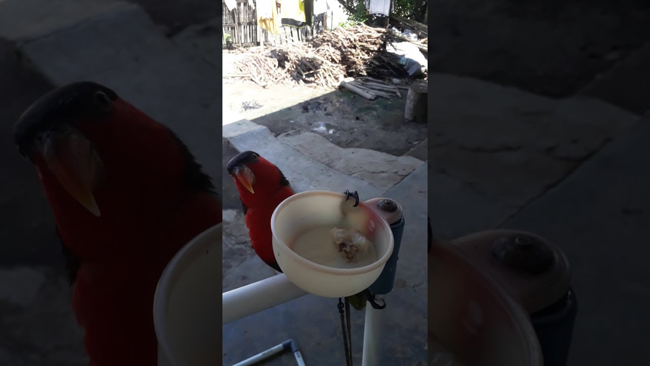 Suara merduh burung nuri kepala hitam 