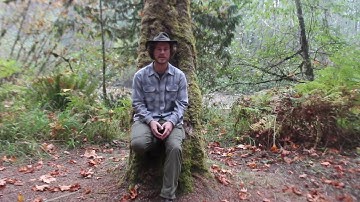 The Biggest Maples in the World! Bigleaf Maple (Acer macrophyllum)