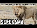 SEKEKAMA | El LÉON LEGENDARIO que aún VIVE