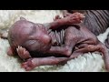 One Hour After Birth 💞 So Tiny and Hungry Kittens | Making Cute sounds