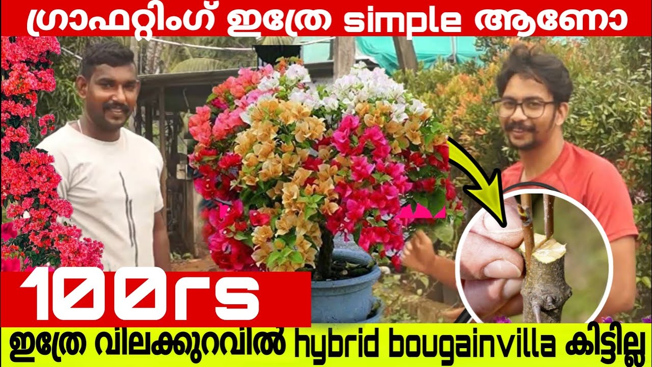 ഇത്രേം വിലക്കുറവിൽ ഗ്രാഫ്റ്റ് ബോഗിൻവില്ലേ  കിട്ടില്ല |Bougainvillea Multicolor Grafting