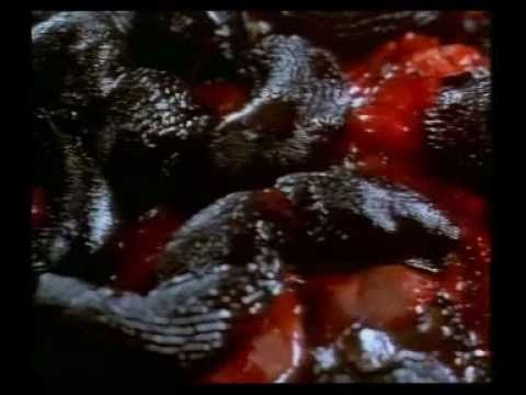 Tierhorror Tierhorror