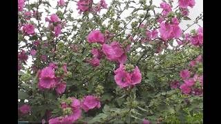 Chris Has Bees Galore on His Lavatera Rosea Tree Mallow and a Mystery Creeper Bush in His Hedge