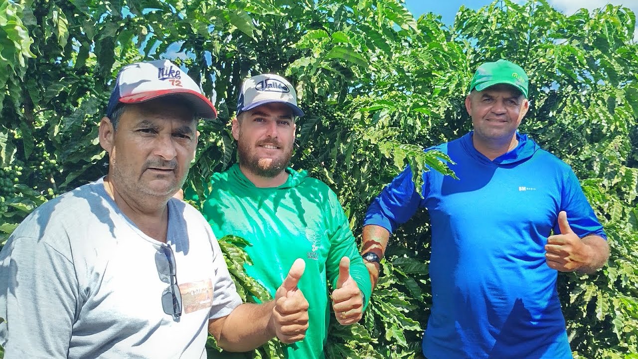 VENDECE ESTAQUINHA DO Z13 . que um pé Deu 32.litros.em média deu300.saca.po e quitaria