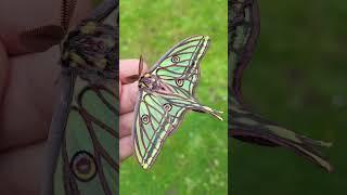 REAL SPANISH MOON MOTH (Graellsia isabellae) on my hand