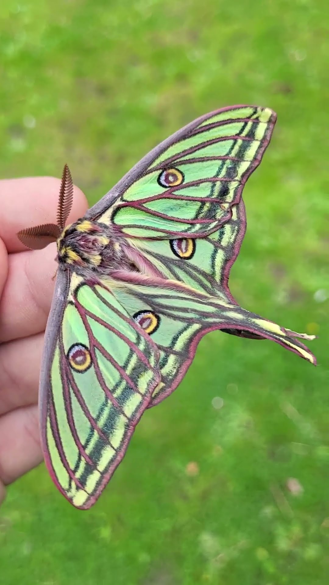 REAL SPANISH MOON MOTH (Graellsia isabellae) on my hand - YouTube