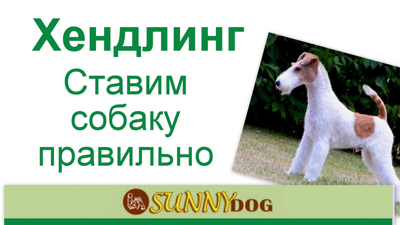 Хенлинг Ринговая подготовка Как ставить правильно в стойку на примере ...