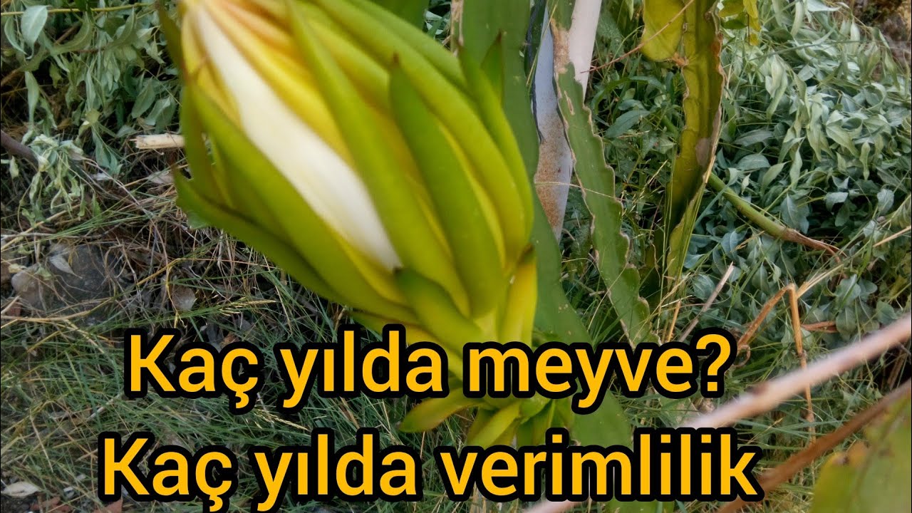 EJDER MEYVESİ KAÇ YILDA MEYVE VERİR ???