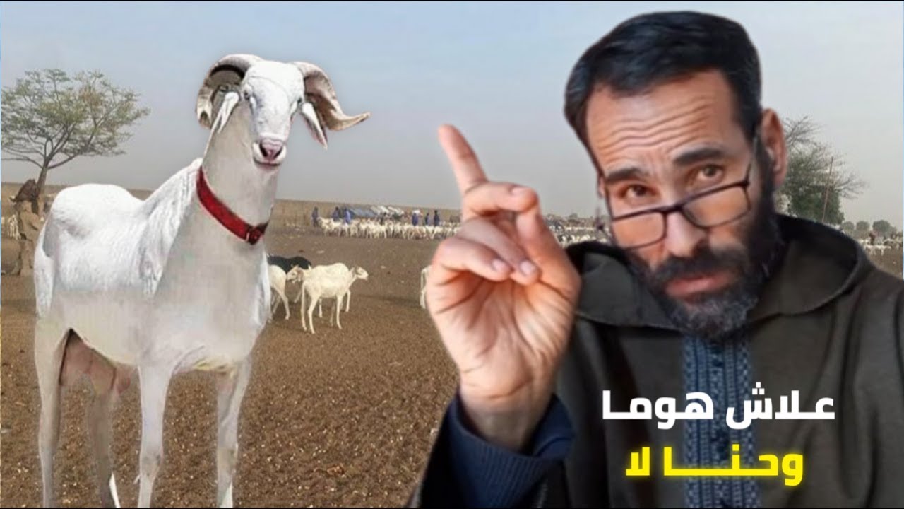 حقيقة أثمنة أغنام موريتانيا 🇲🇷 مقارنة بالأسواق المغربية 🇲🇦 فين كاين الهمزة،؟