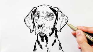 How to Draw a German Shorthaired Pointer Dog