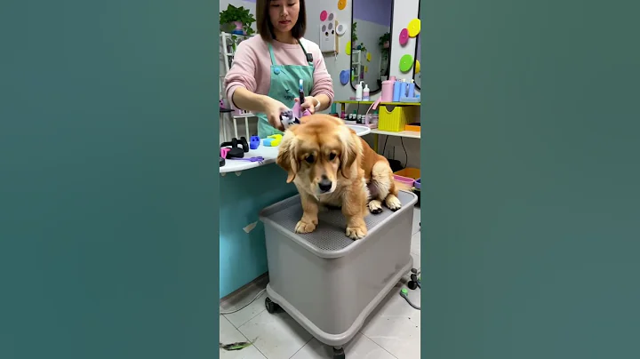 Golden Retriever Gets a Stylish Haircut 🐶✂️ | Cutest Dog Grooming Ever!