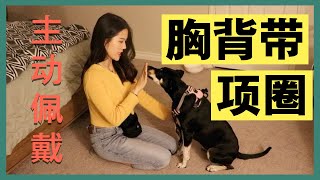 出门牵绳困难户教狗狗/猫咪主动戴上胸背带和项圈