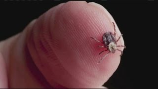 Study show high-risk areas for Lyme disease growing