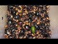 Tiny Creatures Come Alive at Night 🐞🌙#subscribe #insects #animals #nature