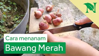 Cara Mudah Menanam Bawang Merah Di Rumah