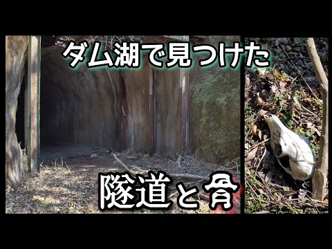 ダムに沈んだ旧道で見つけた隧道と骨。 The tunnel and bones found on the old road that sank in the dam.