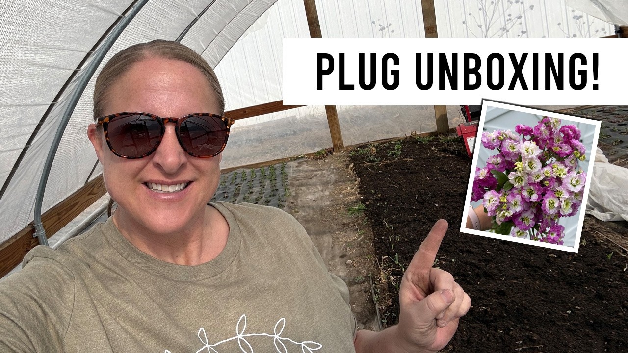 Покупка рассады срезанных цветов | Что я сажаю в этом году