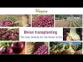 Onion transplanting the best density for the finest bulbs  africa