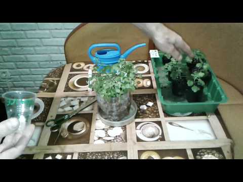 Шаровидная Хризантема . Самый простой способ размножения. С результатом .