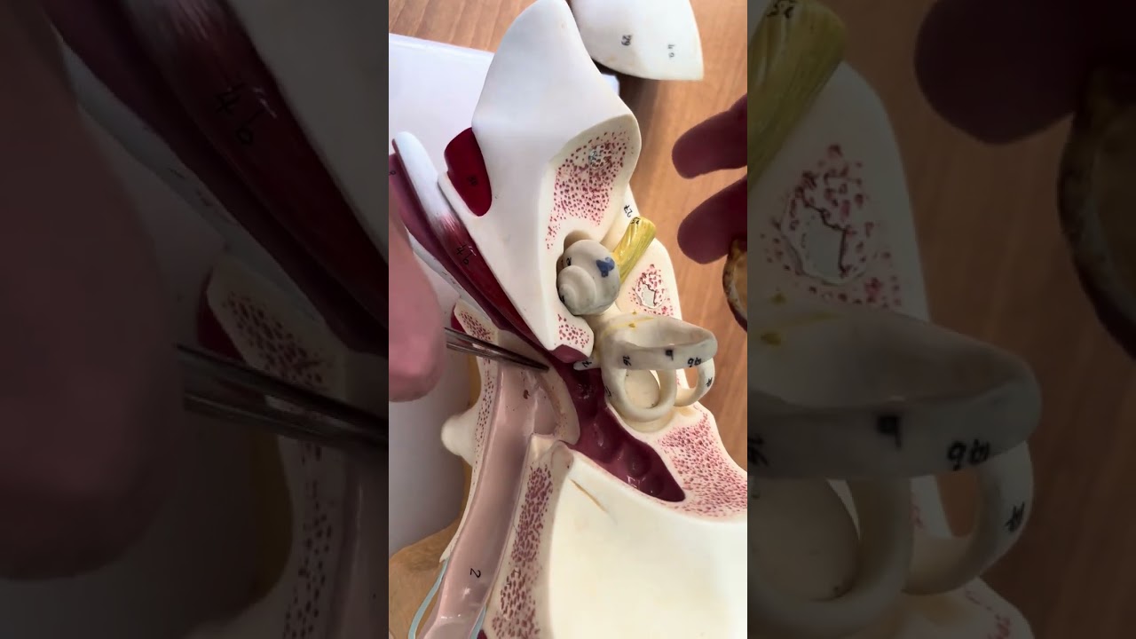 AURİS ( KULAK ) VETERİNER ANATOMİ