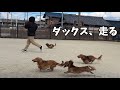 飼い主を追いかけるダックスフンド（1匹は例外...）