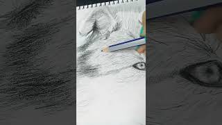 Dibujo realista de un lobo #dibujo #shorts #lobo