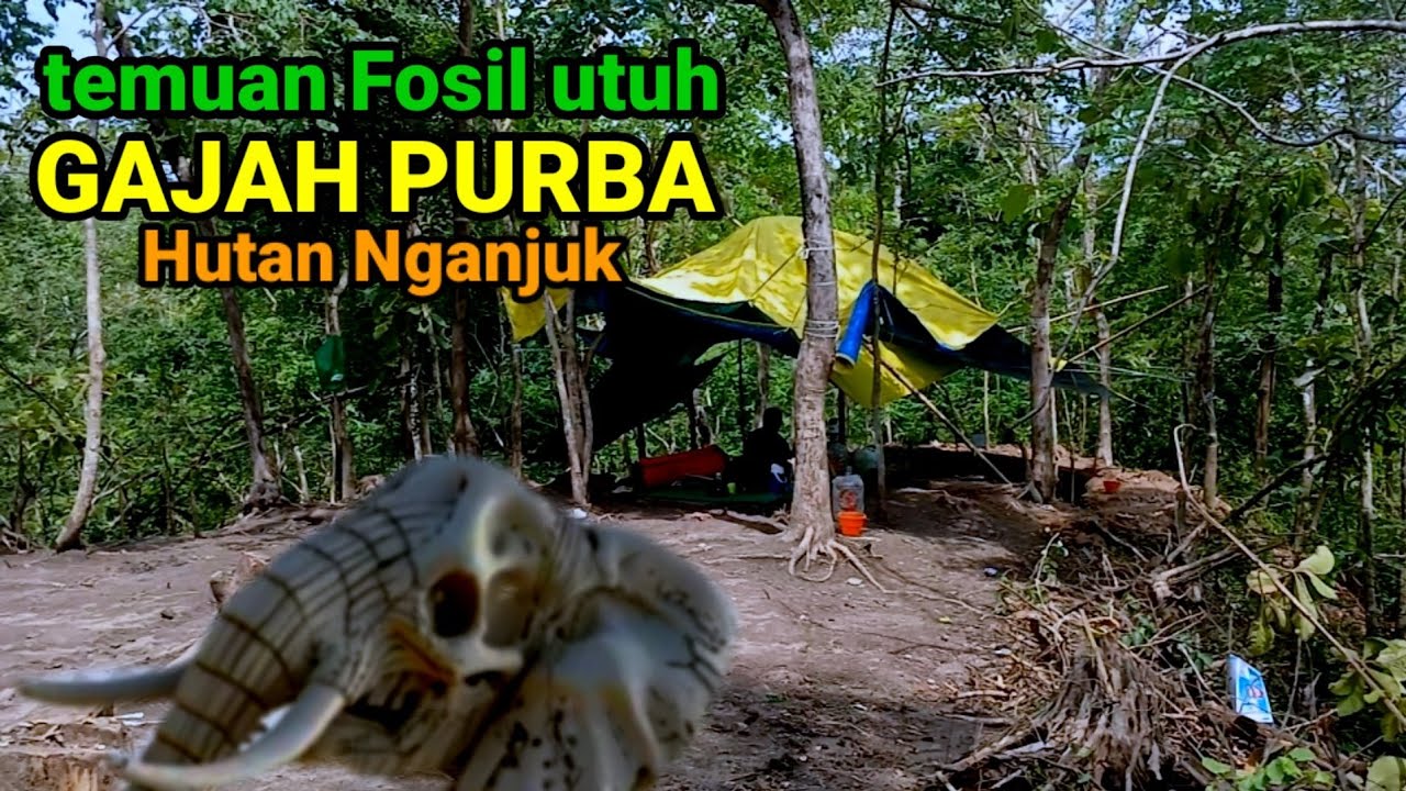 Direkomendasikan..Lokasi temuan Tulang Fosil Gajah Kuno Purba di Hutan pegunungan Kendeng Nganjuk.