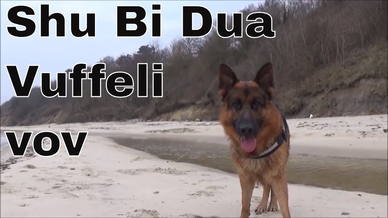 Shu Bi Dua Vuffeli vov/ Denmarks Best Dog song