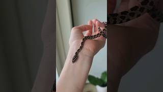 Baby Snake Fell On My Head!